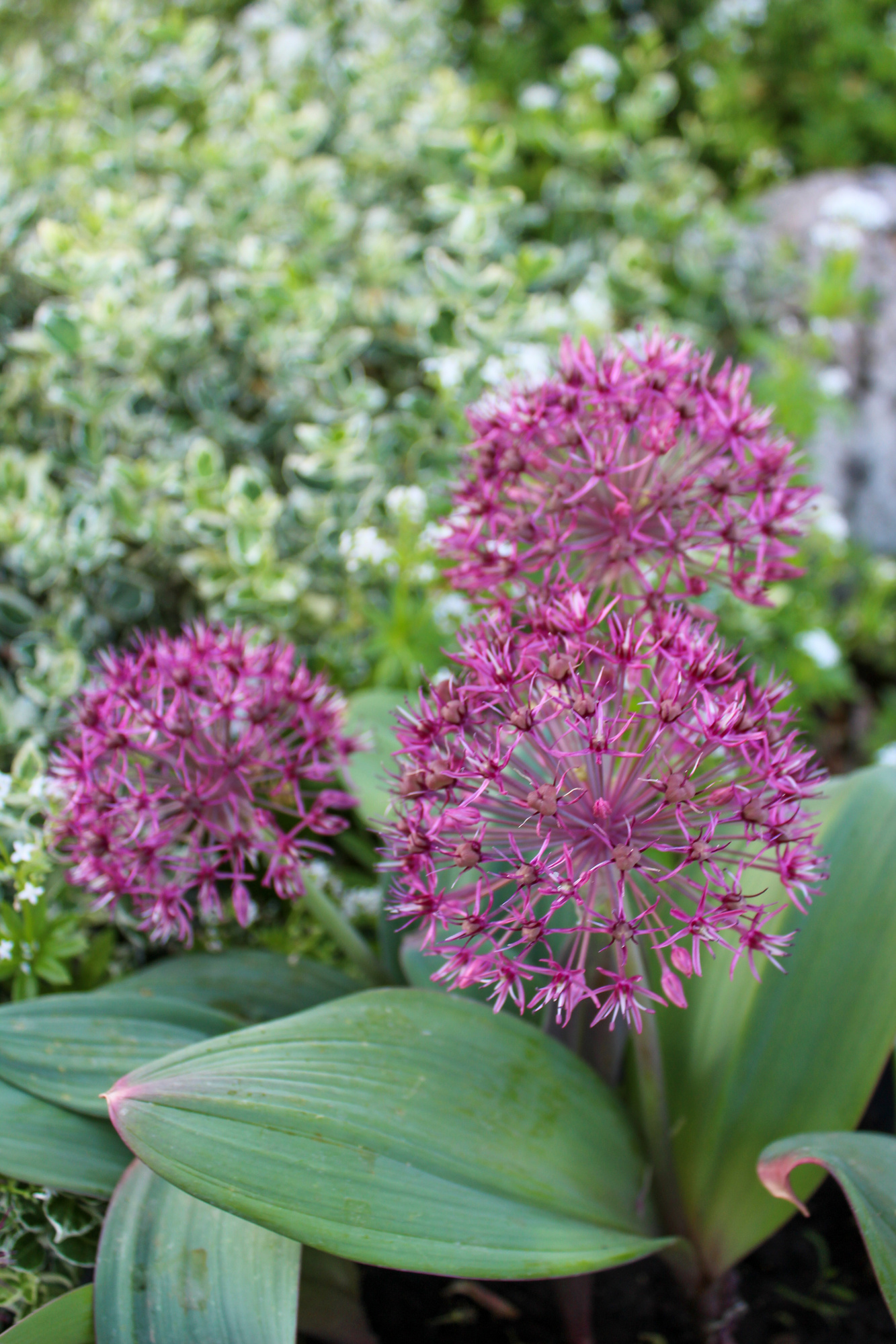 Allium karataviense Red Giant Star