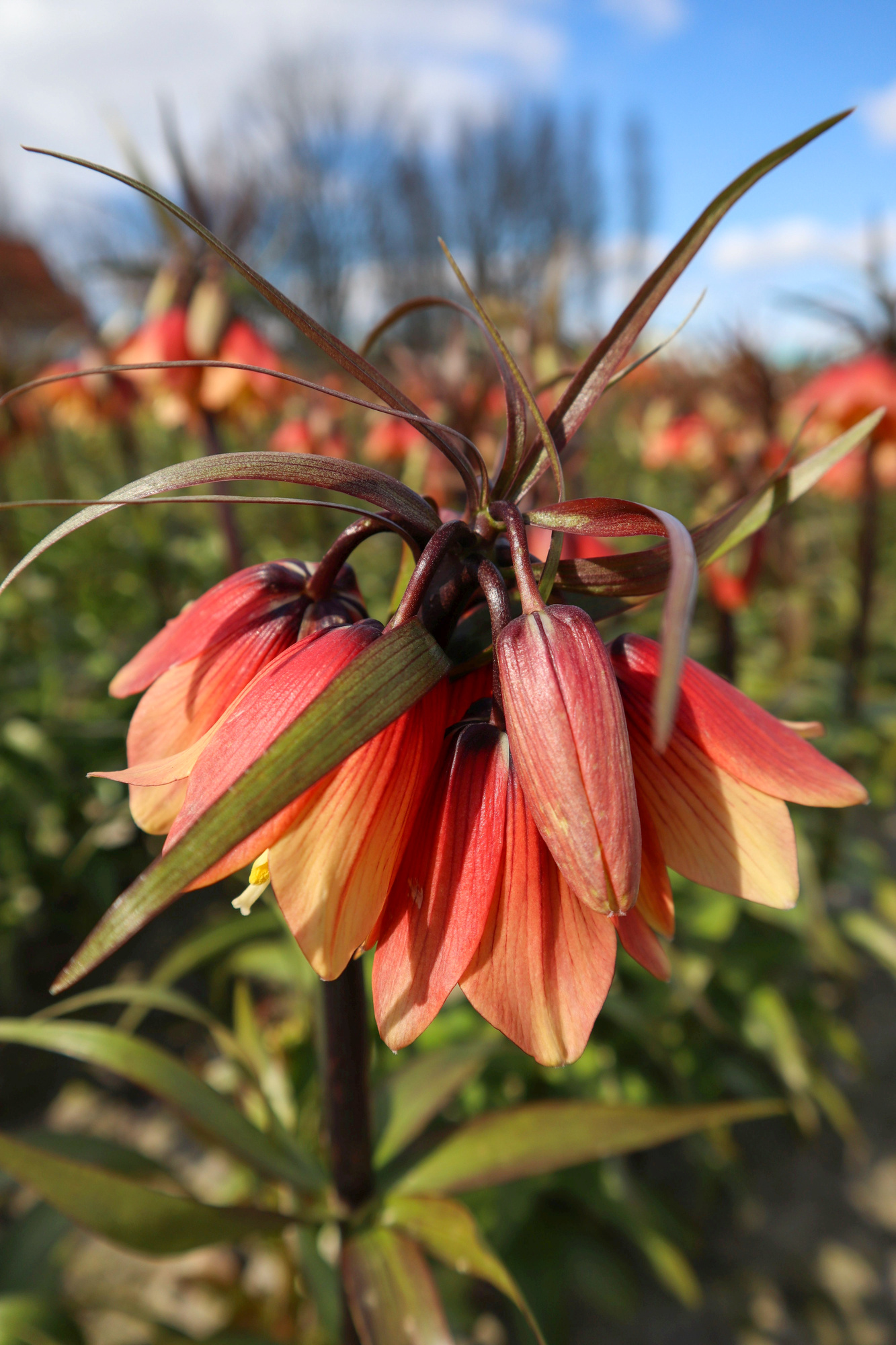 Fritillaria imperialis Early Fantasy