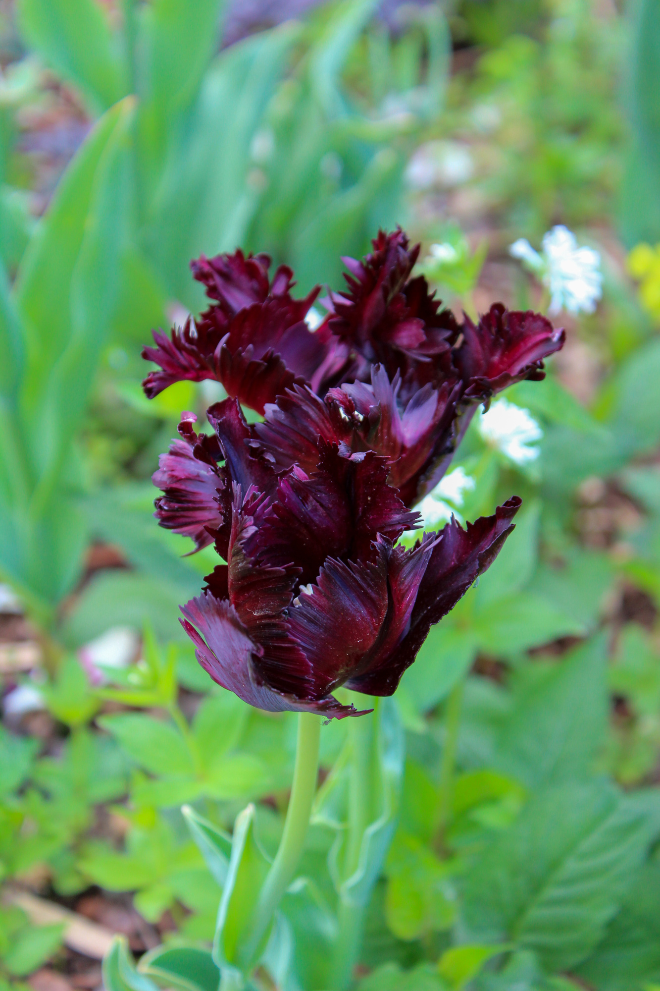 Papagei-Tulpen Black Parrot