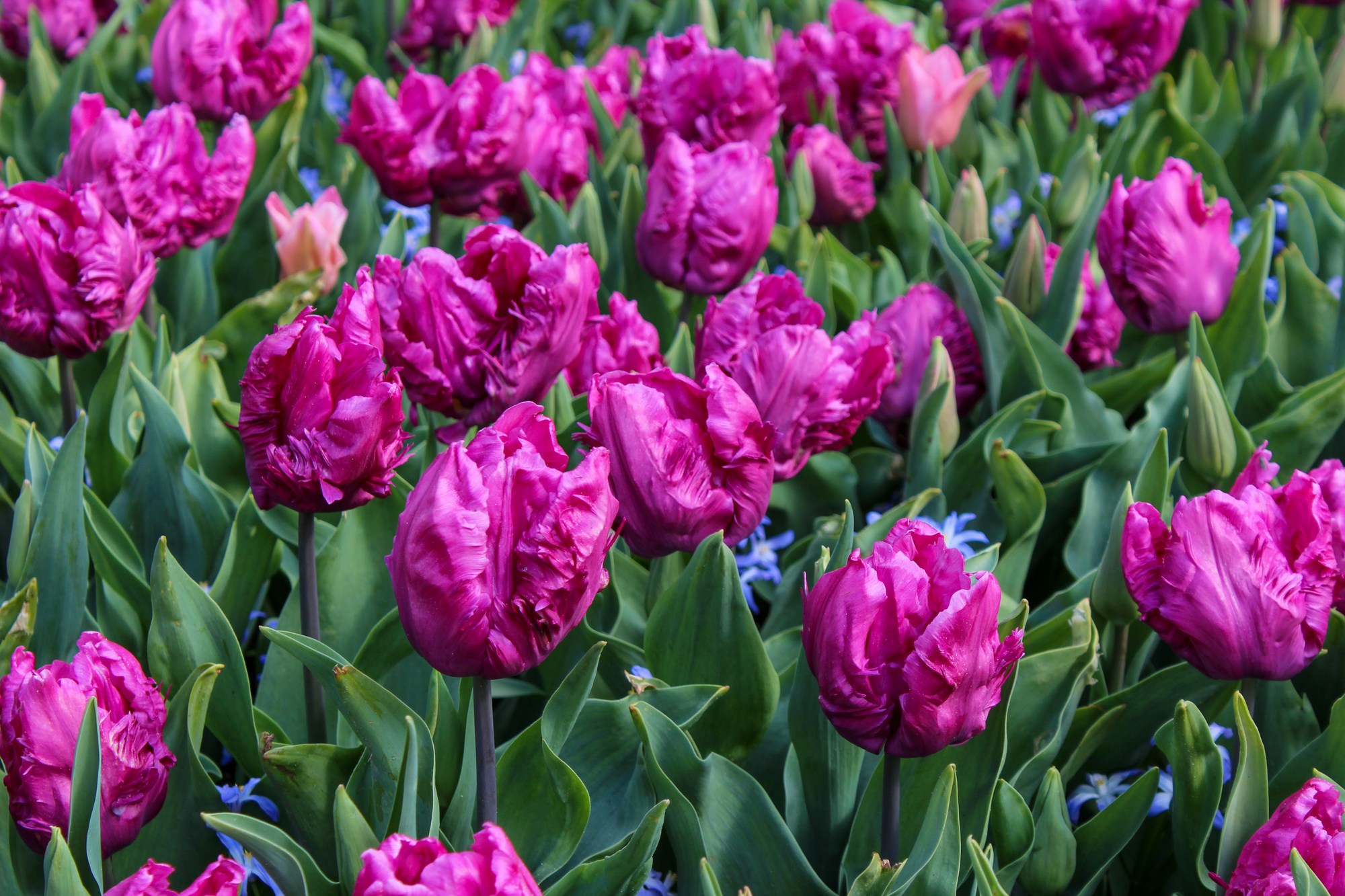 Papagei-Tulpen Parrot Prince