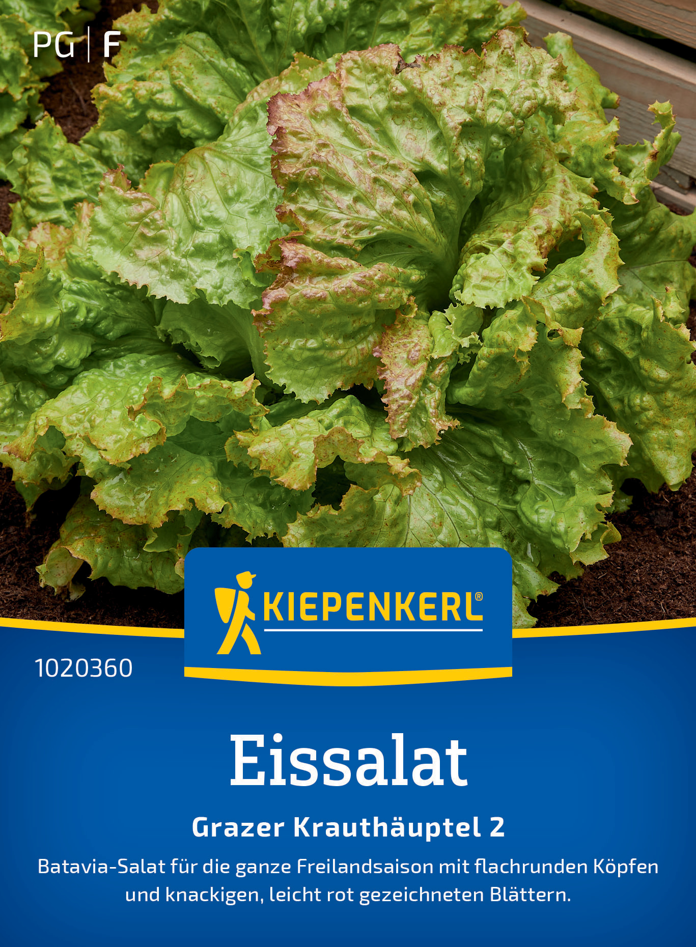 Eissalat Grazer Krauthäuptel 2