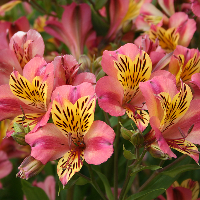 Alstroemeria Cahors