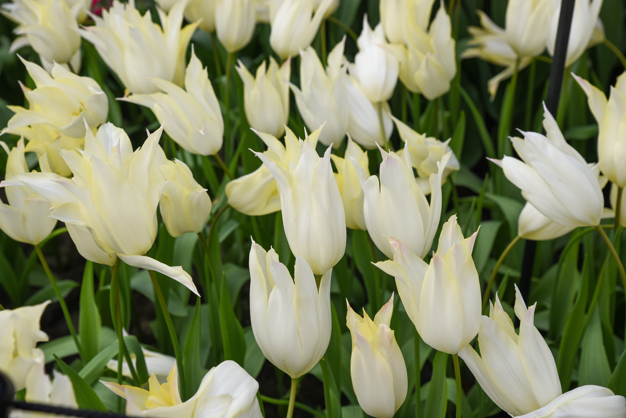 Lilienblütige Tulpen Johan Cruyff