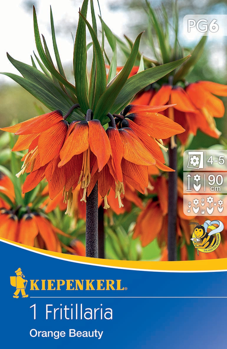 Kaiserkrone Orange Beauty
