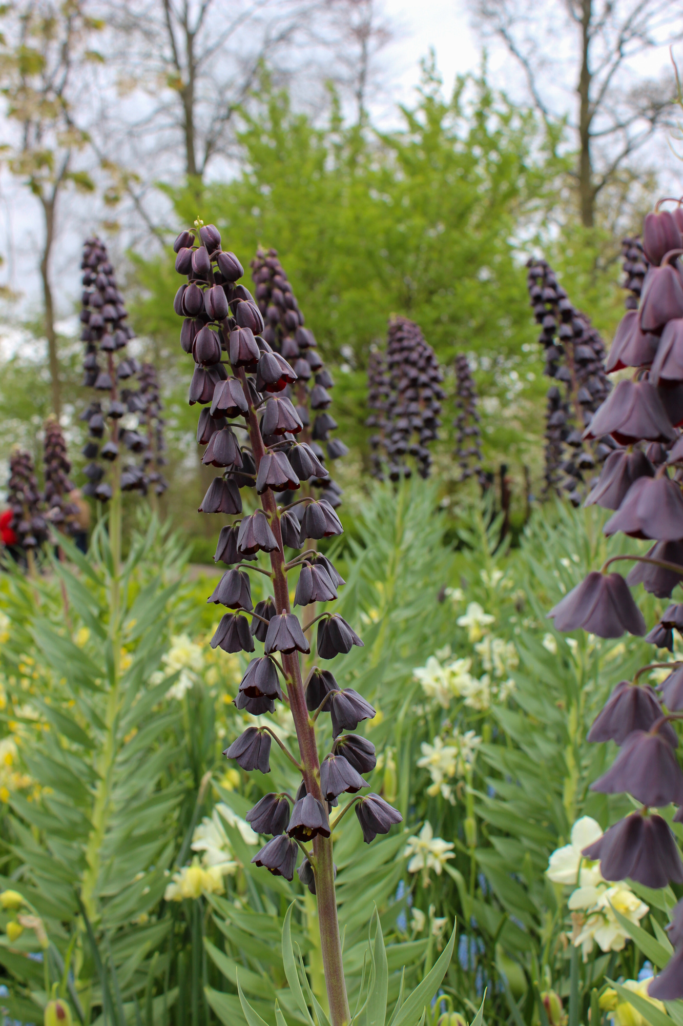 Fritillaria persica