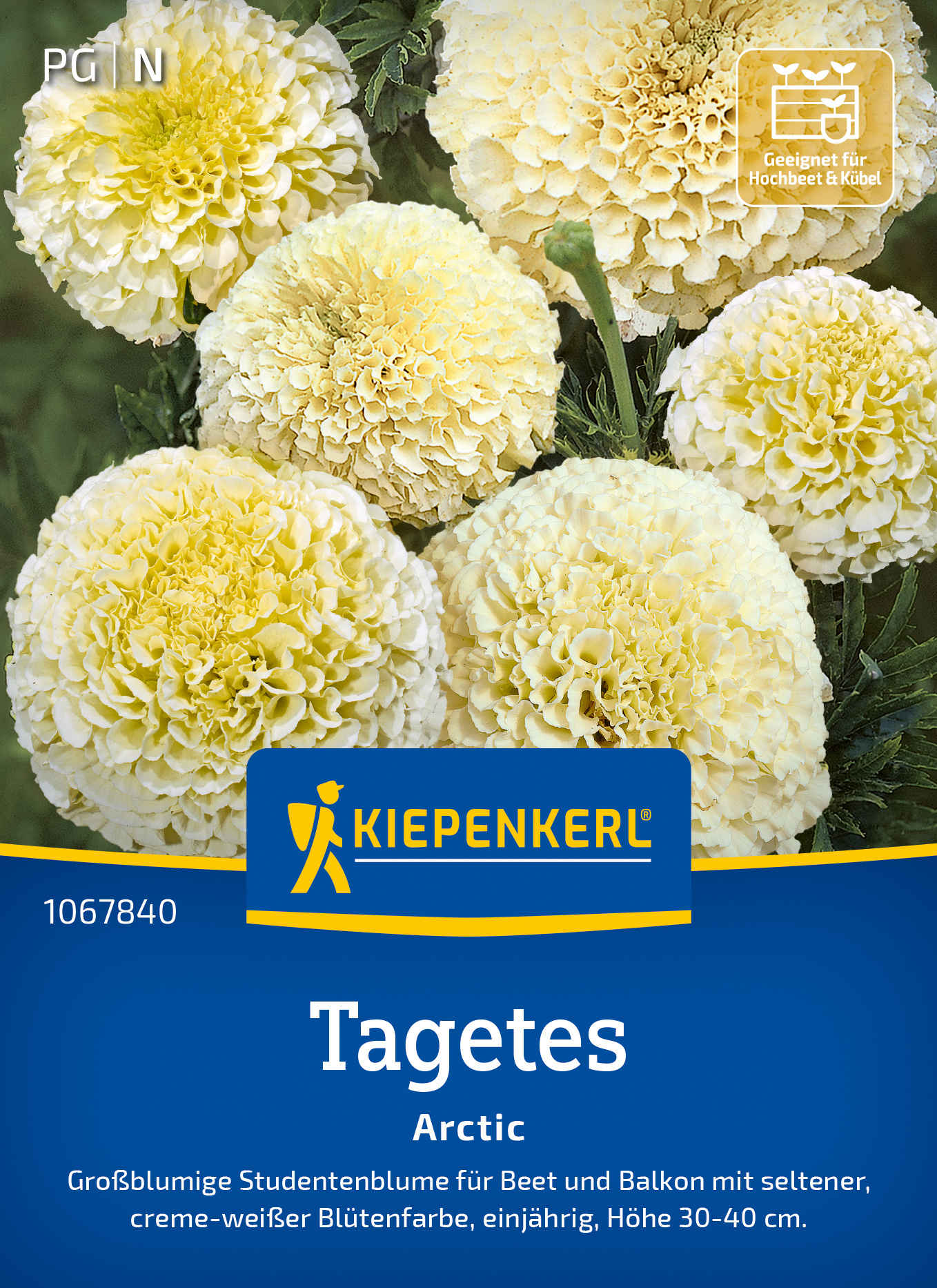 Tagetes Artic