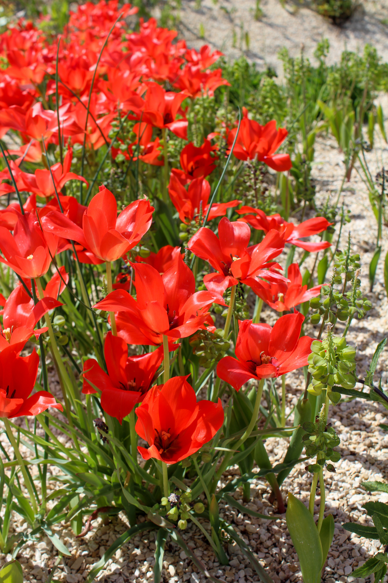 Botanische Tulpen T. linifolia (syn. T. batalinii)