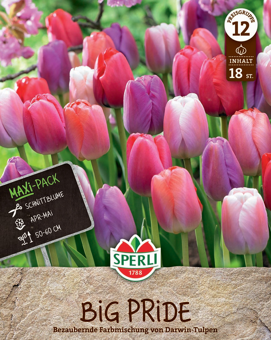 Maxi Tulpen Big Pride Mischung