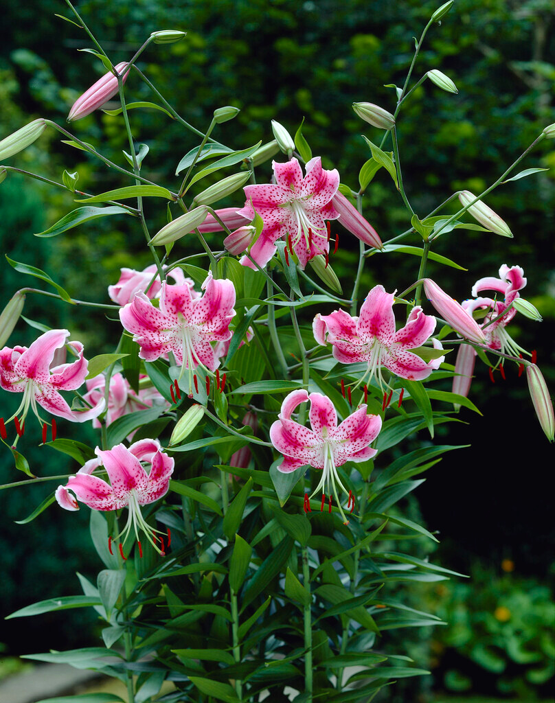 Lilium speciosum Uchida