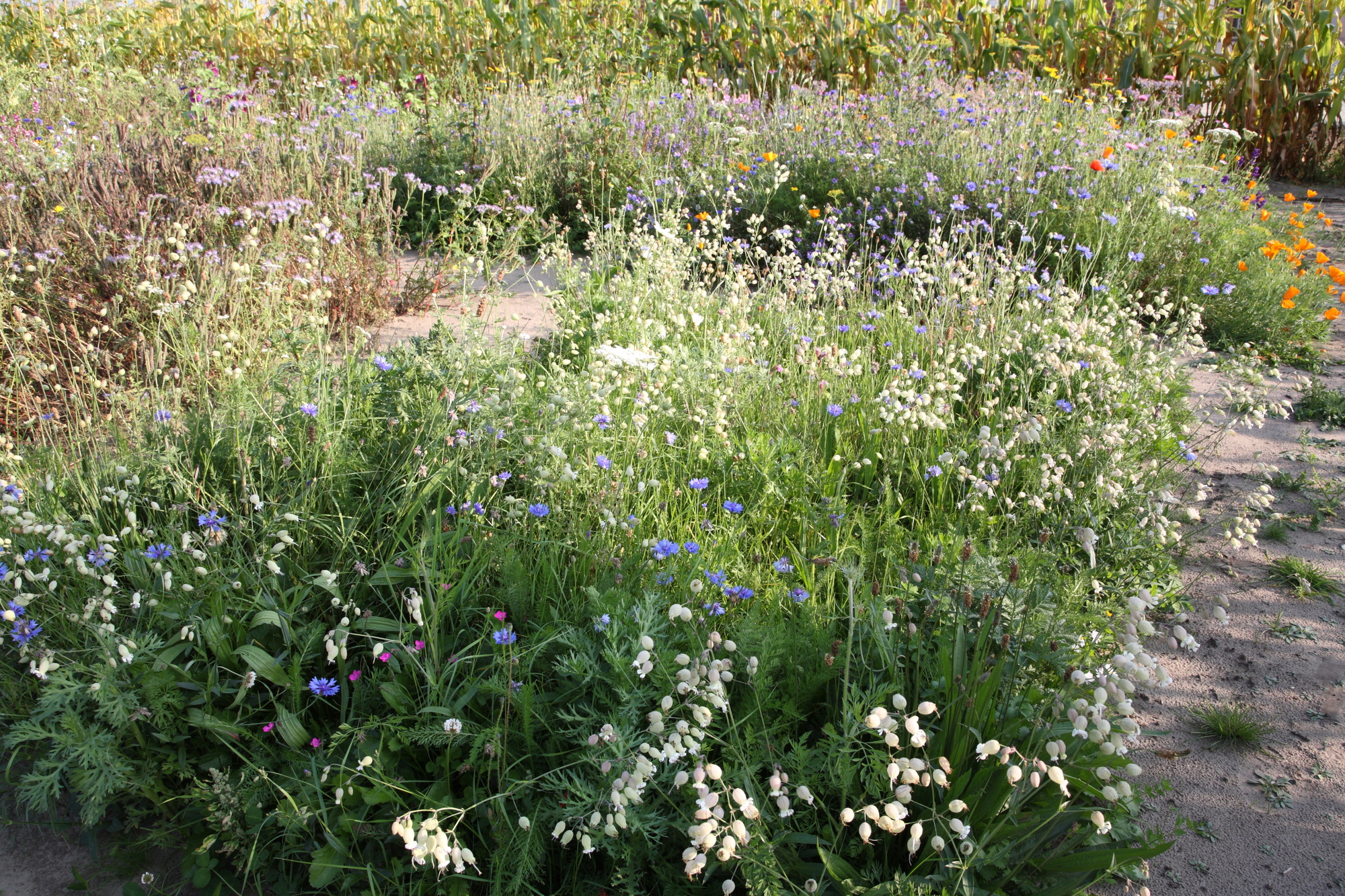 Blumenwiesen-Mischung nach LÖBF (Kleve-Kellen)