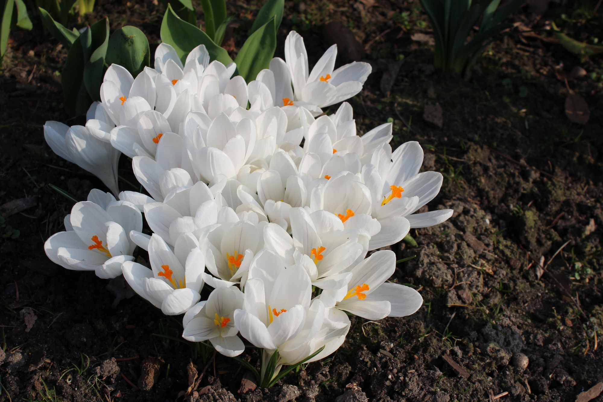 Crocus vernus Jeanne d'Arc