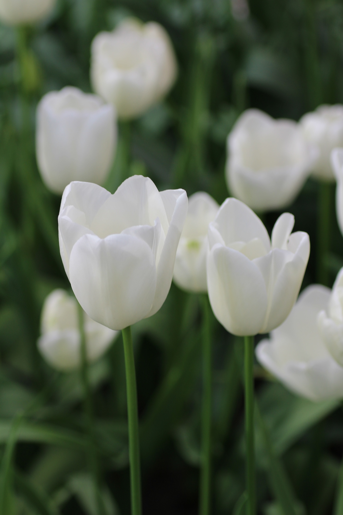 Einfache Späte Tulpen Maureen