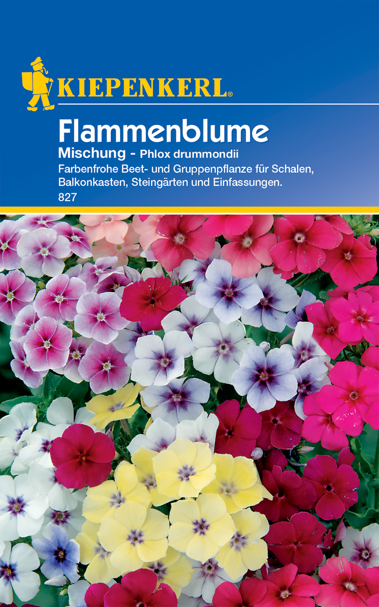 Flammenblume Mischung