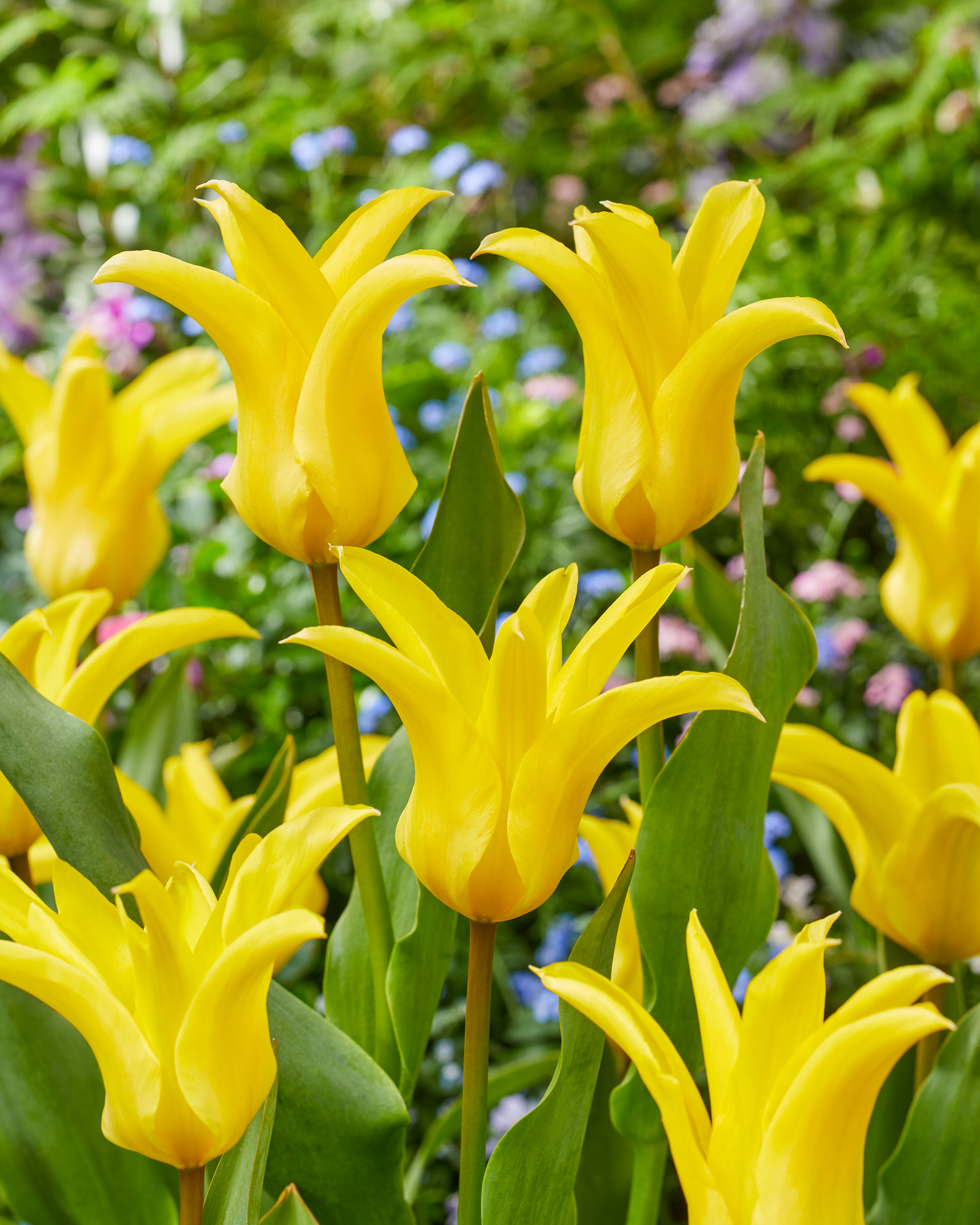 Fosteriana-Tulpen Crown Jewel