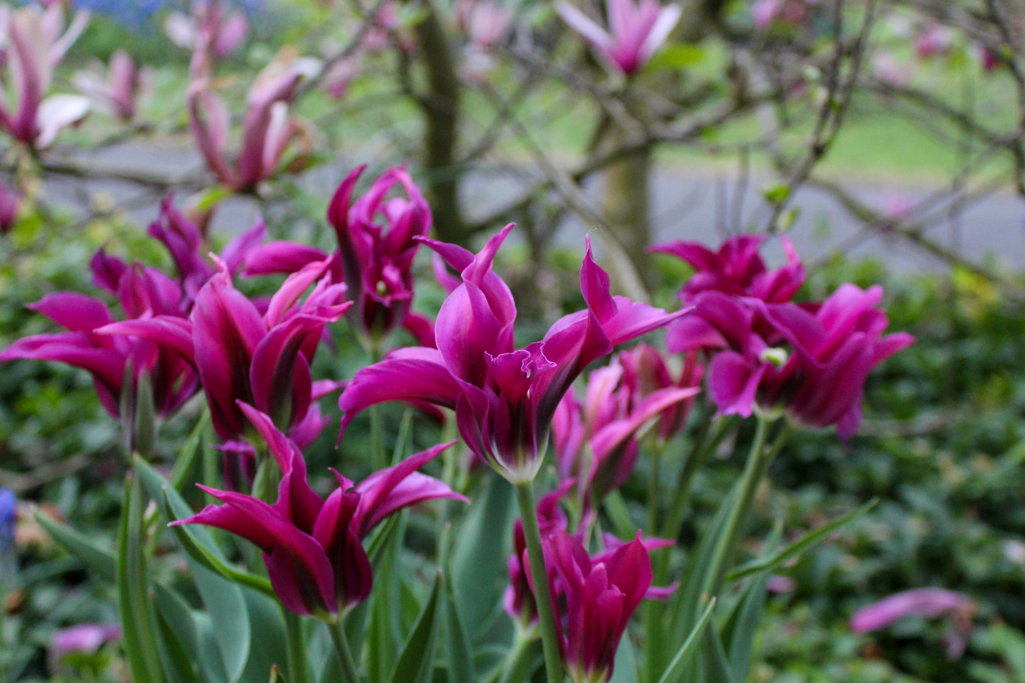 Lilienblütige Tulpen Purple Doll