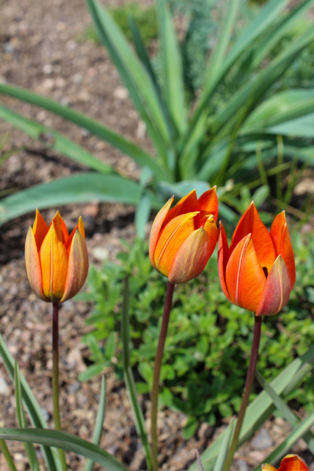 Botanische Tulpen T. vvedenskyi Tangerine Beauty