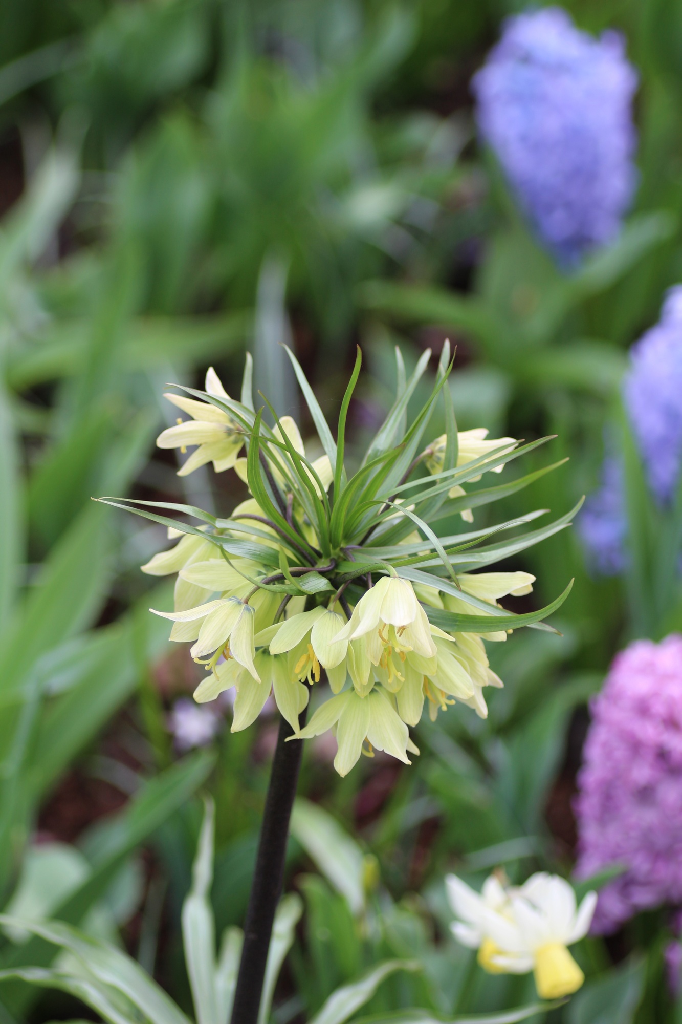 Fritillaria raddeana