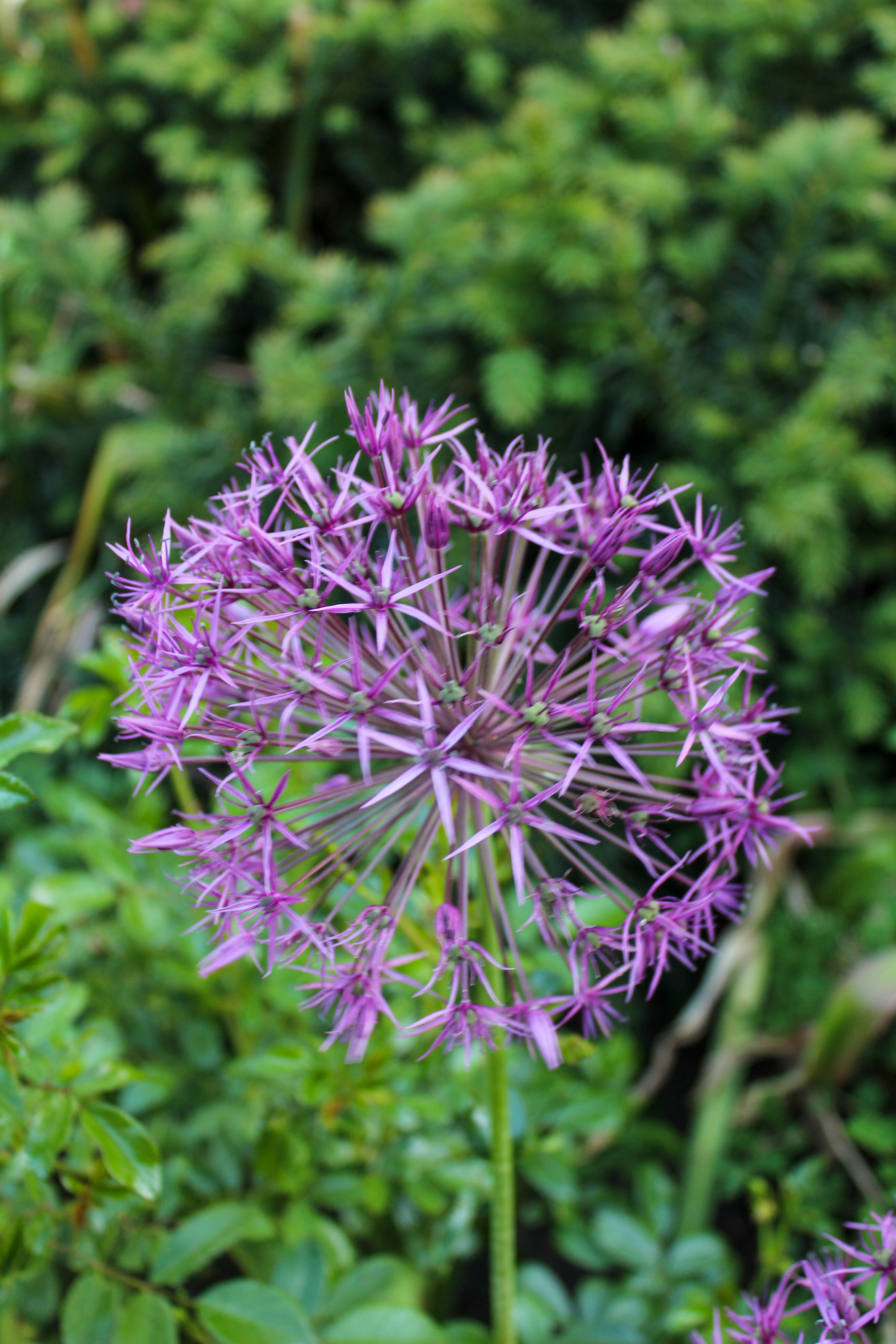 Allium Purple Rain