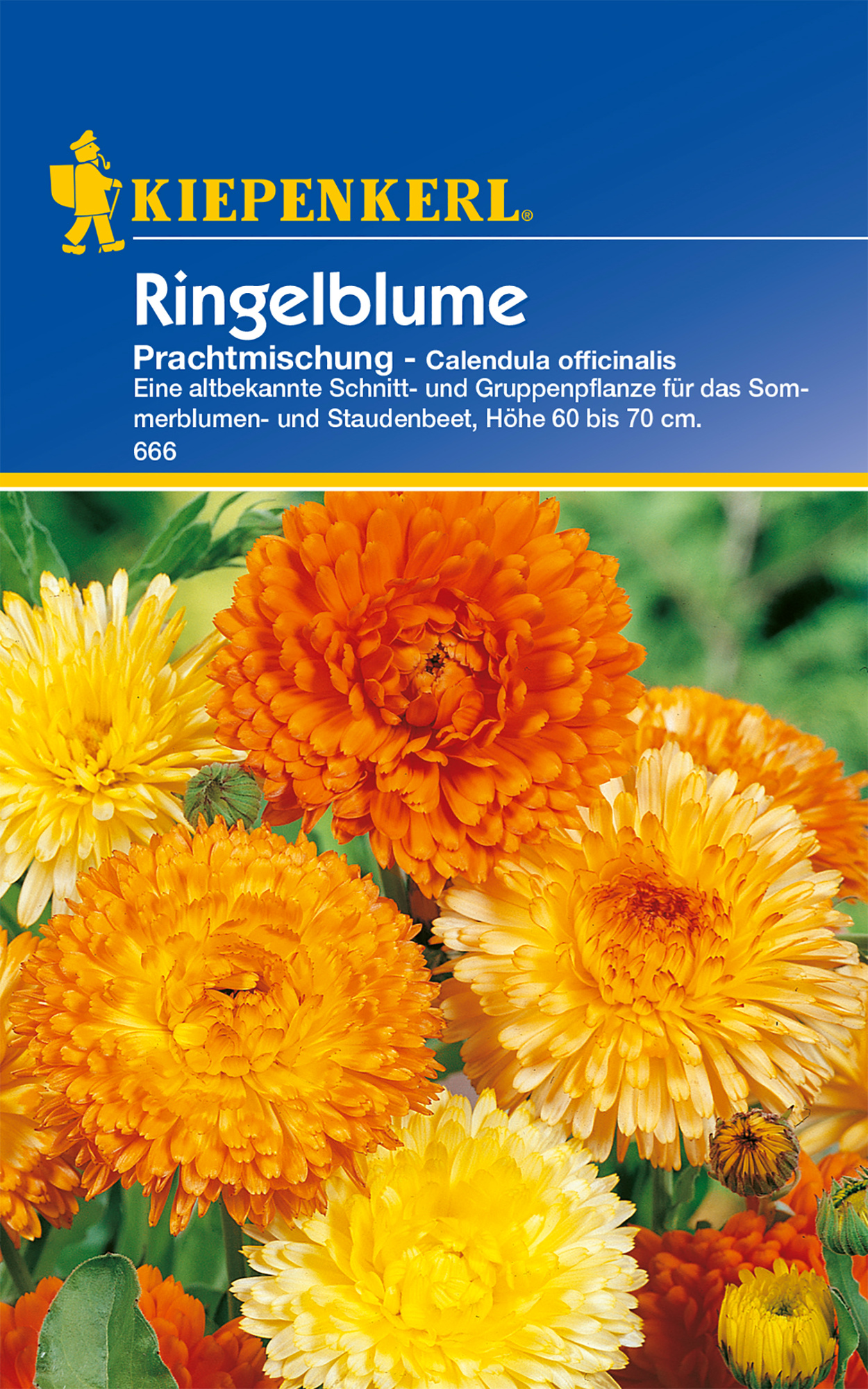 Ringelblume Prachtmischung