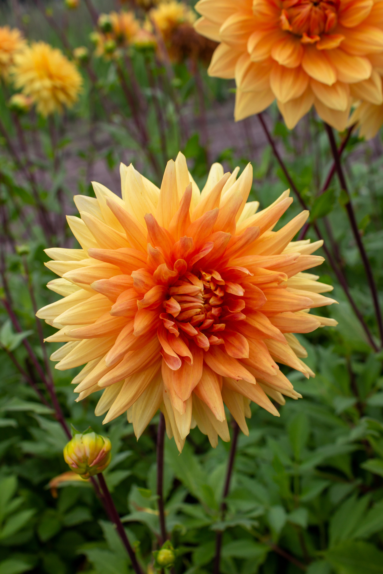 Dekorative Dahlien Glorie van Noordwijk