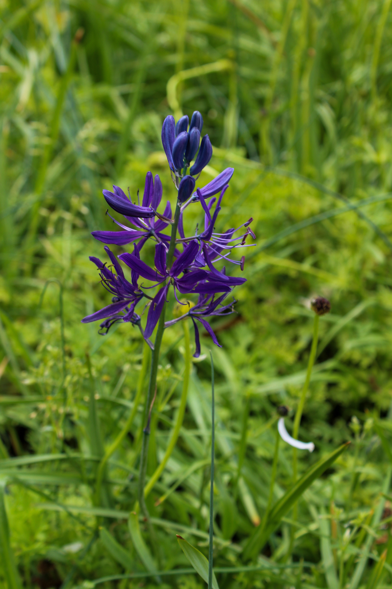 Camassia quamash