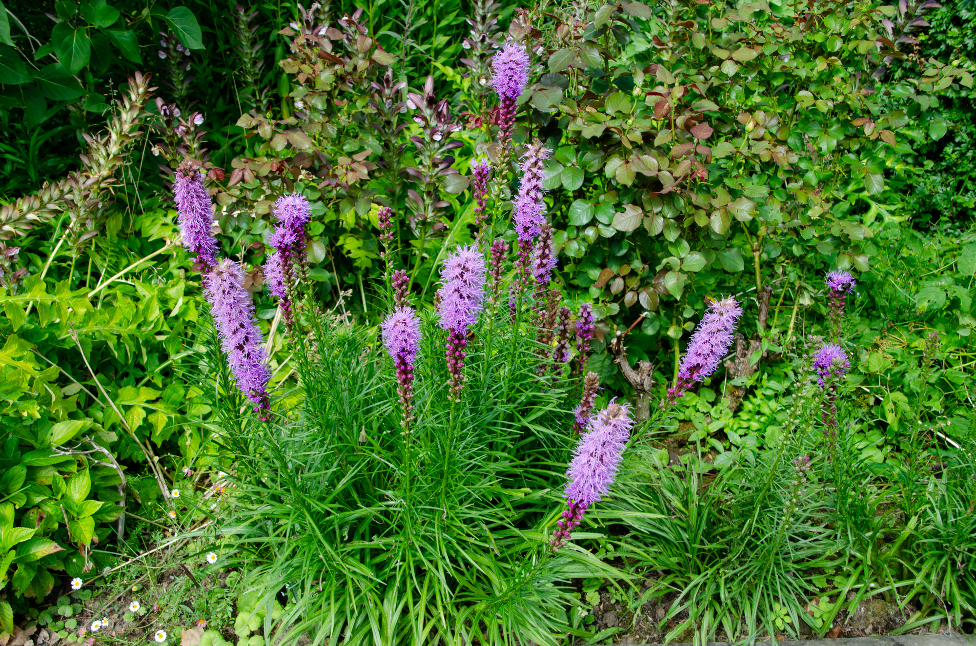 Liatris spicata