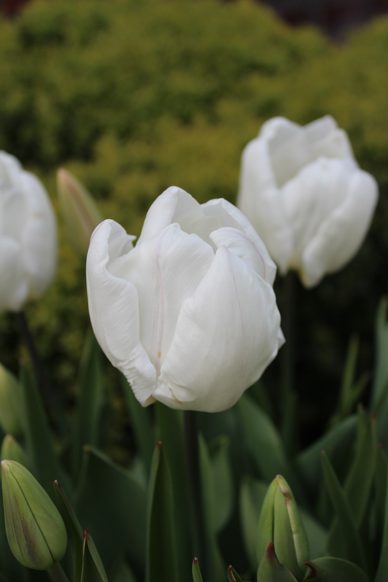 Einfache Frühe Tulpen White Prince