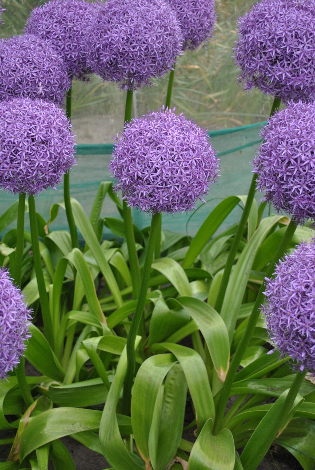 Allium Dutchman