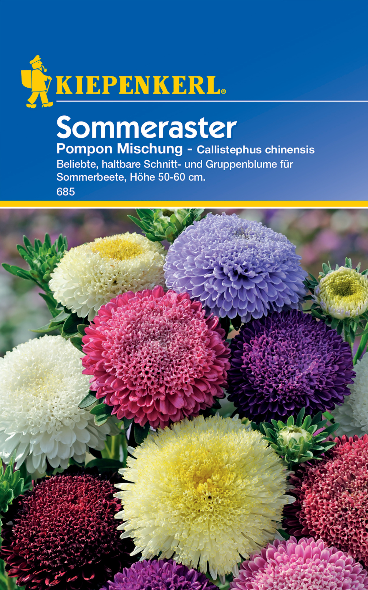 Sommeraster Pompon Mischung