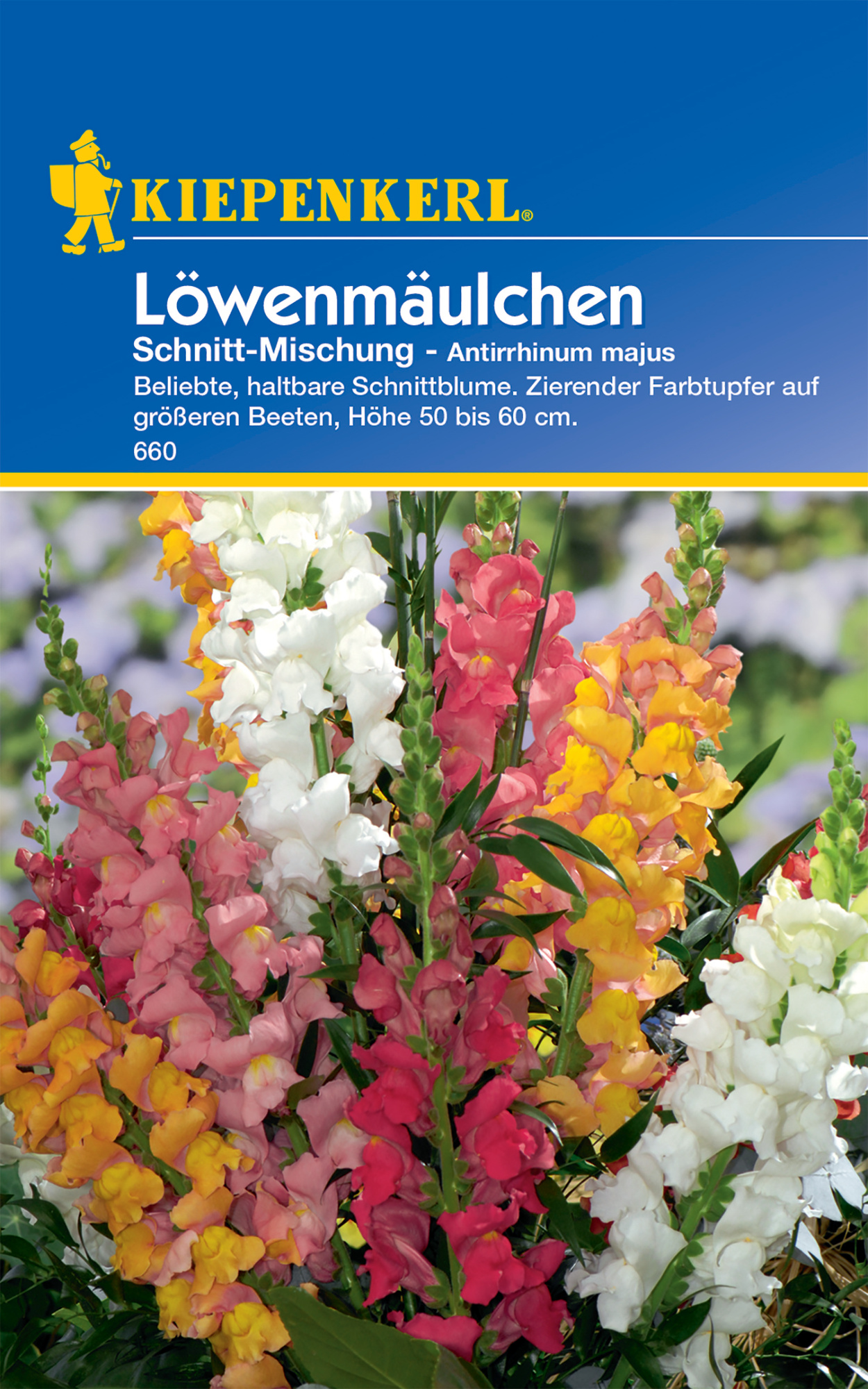 Löwenmäulchen Schnitt-Mischung