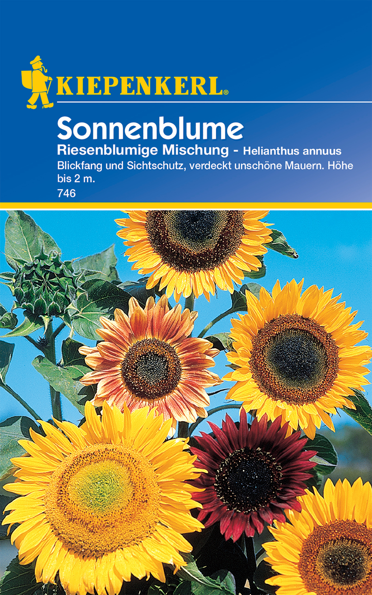 Sonnenblume Riesenblumige Mischung