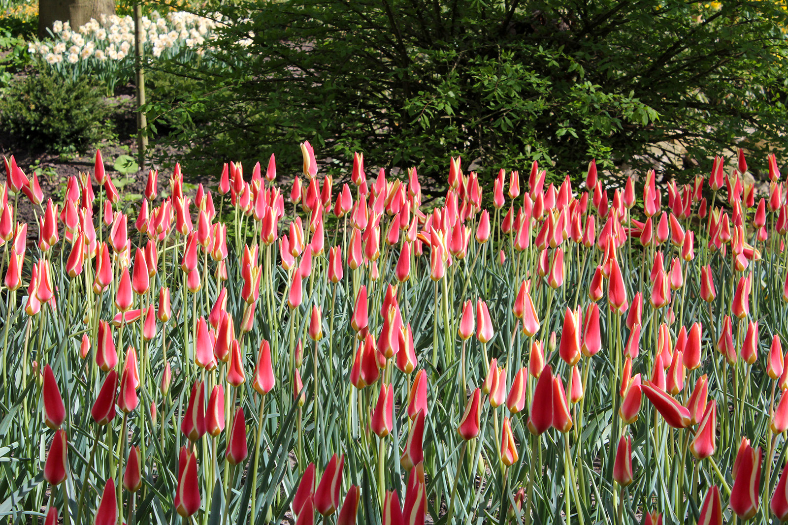 Botanische Tulpen T. clusiana