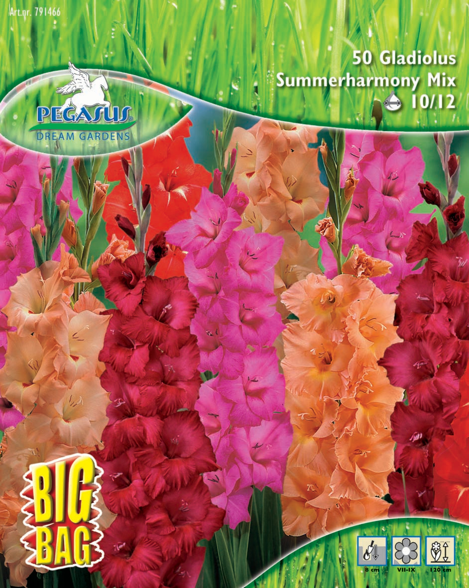 Gladiole Summerharmony Mix