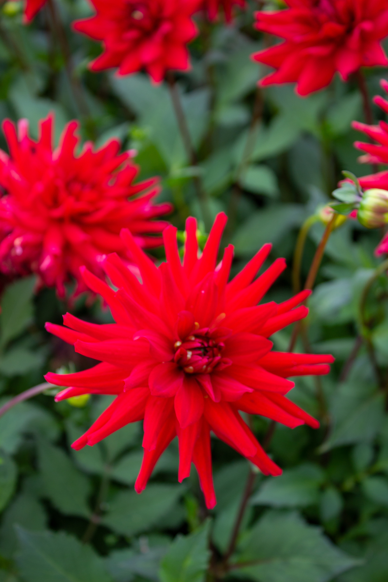 Dahlien Red Pigmy