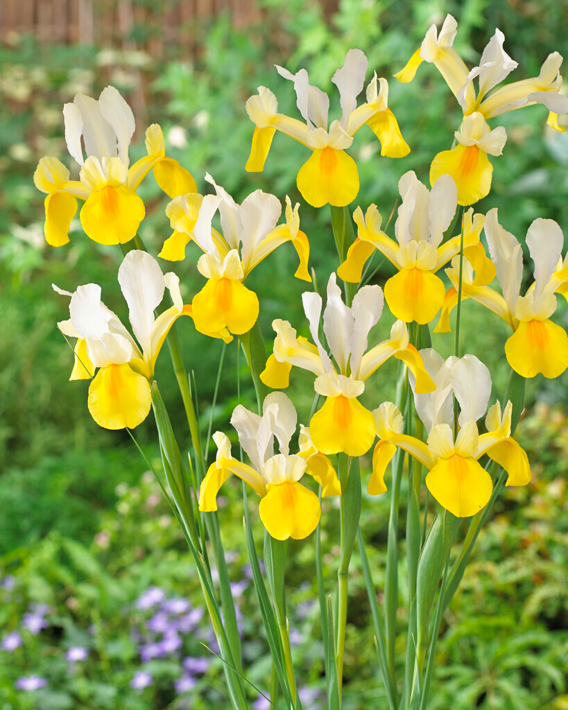 Iris hollandica Symphony