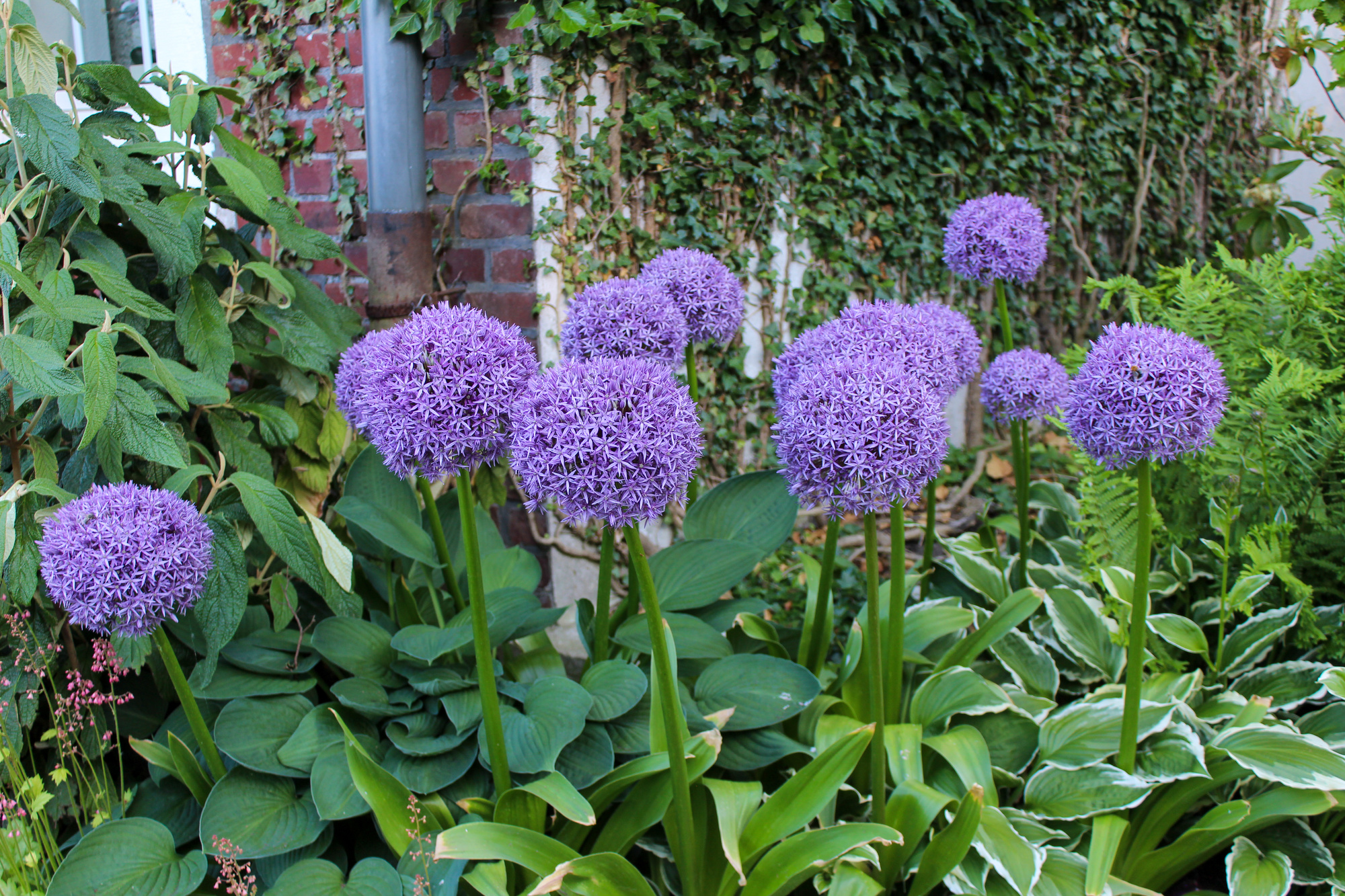 Allium Globemaster