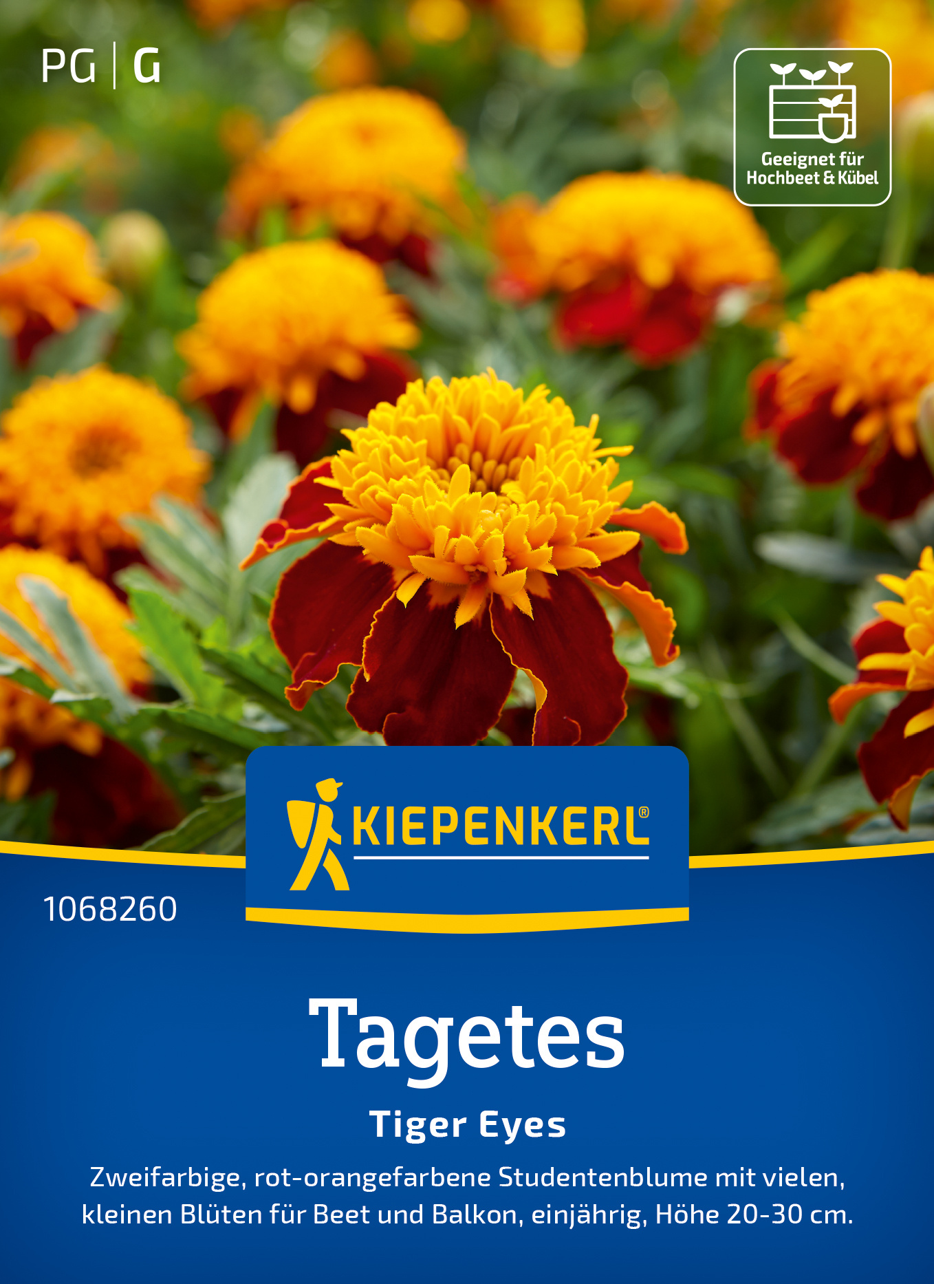 Tagetes Tiger Eyes