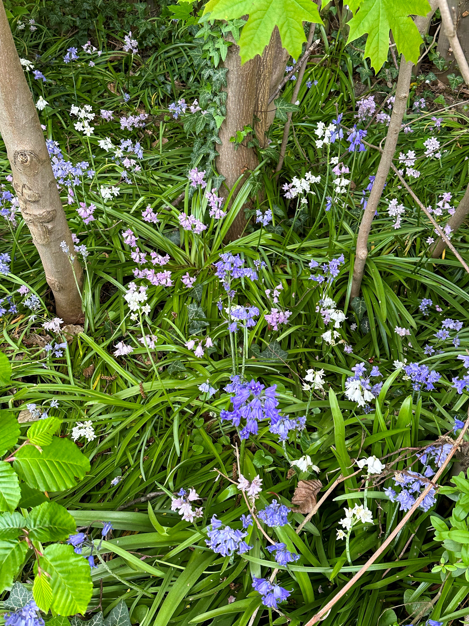 Hyacinthoides hispanica Mischung