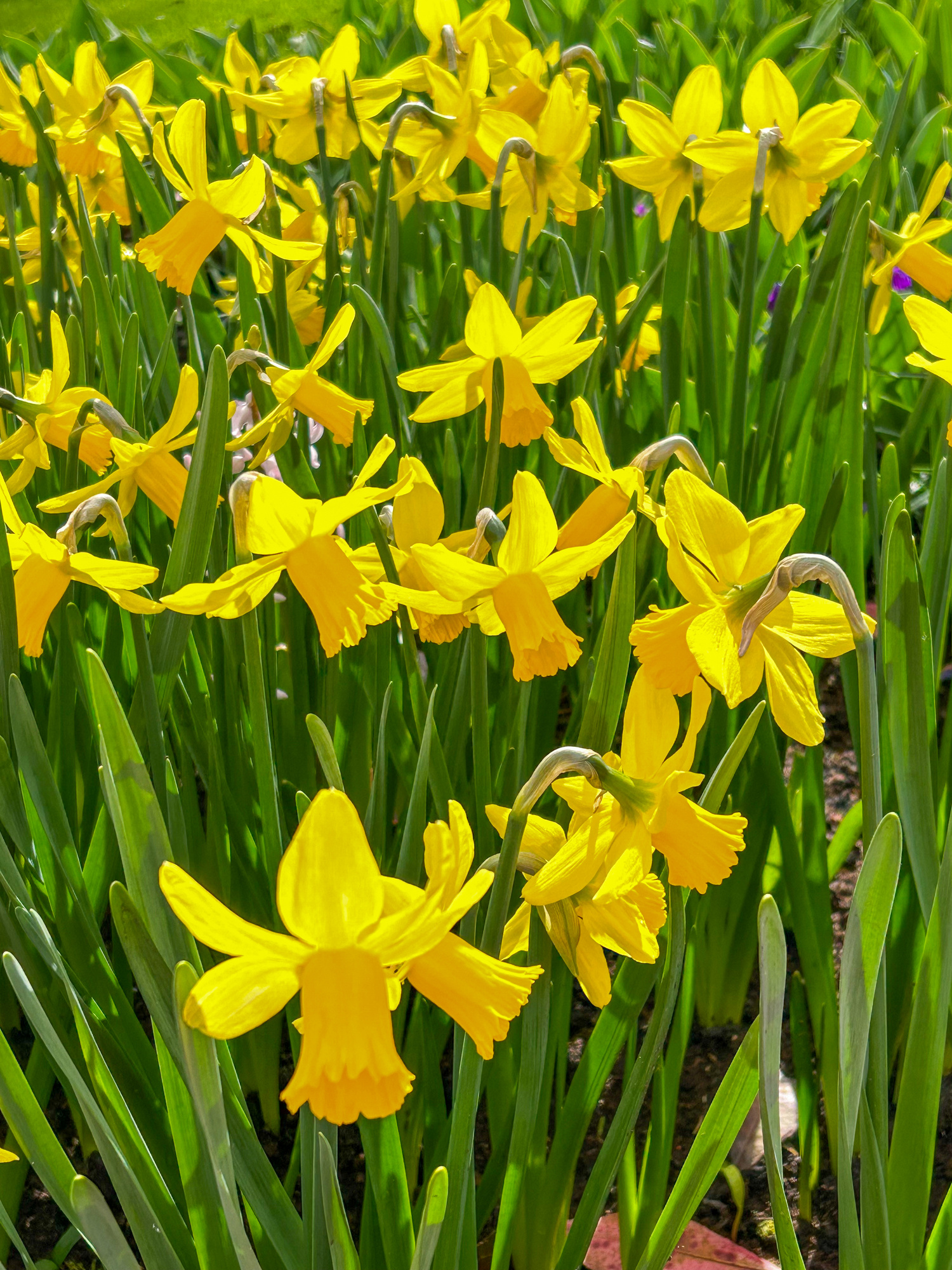 Cyclamineus-Narzissen February Gold