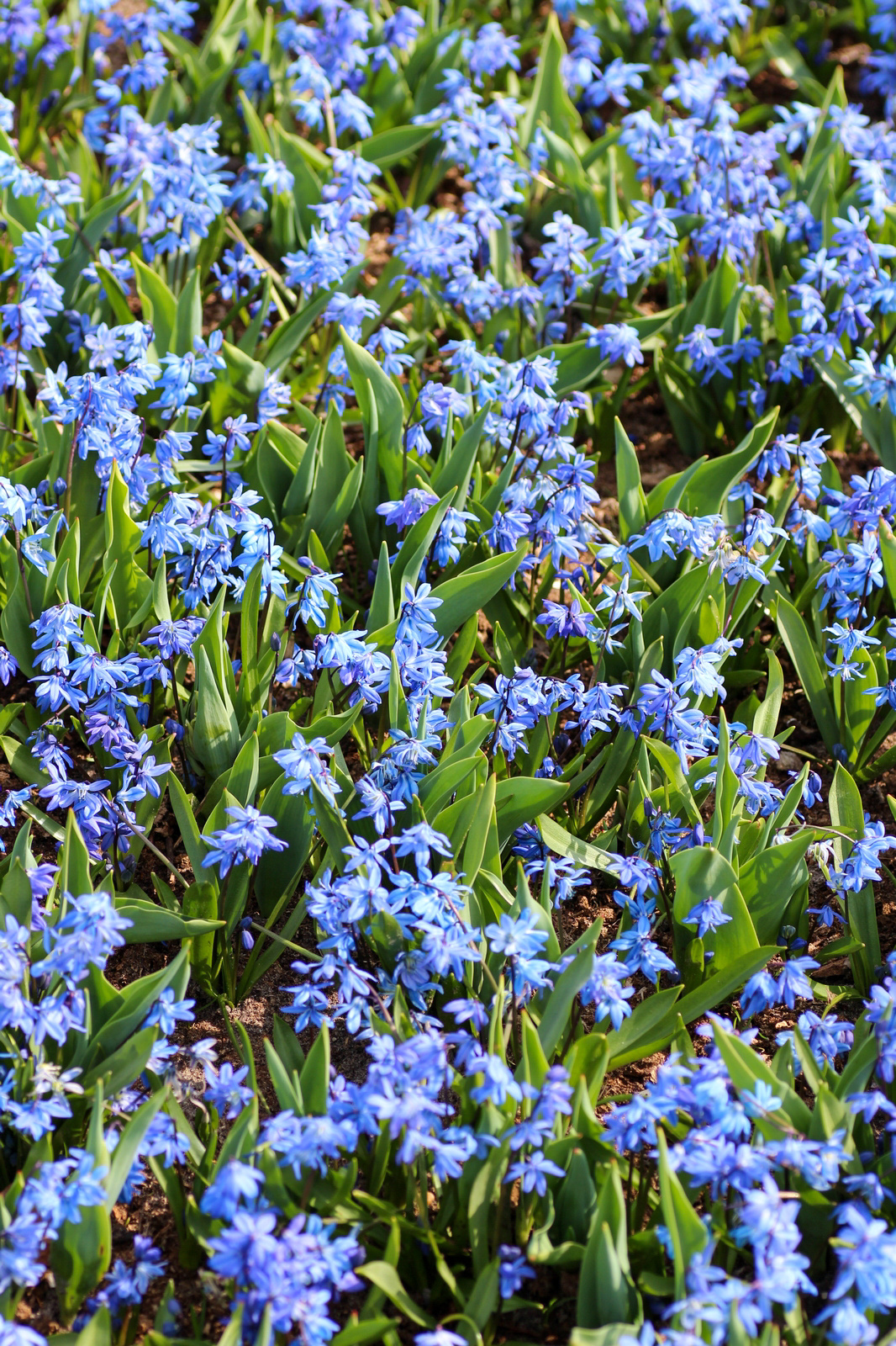 Scilla siberica