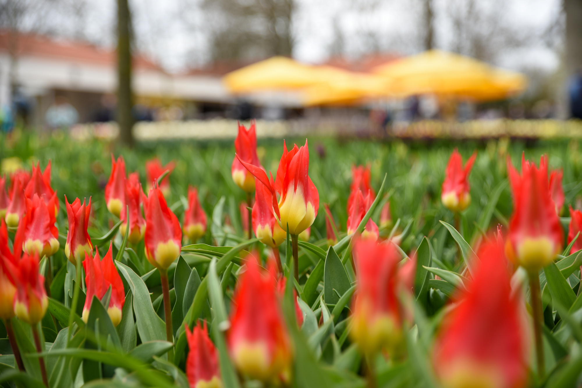 Fosteriana-Tulpen Flames Mystery