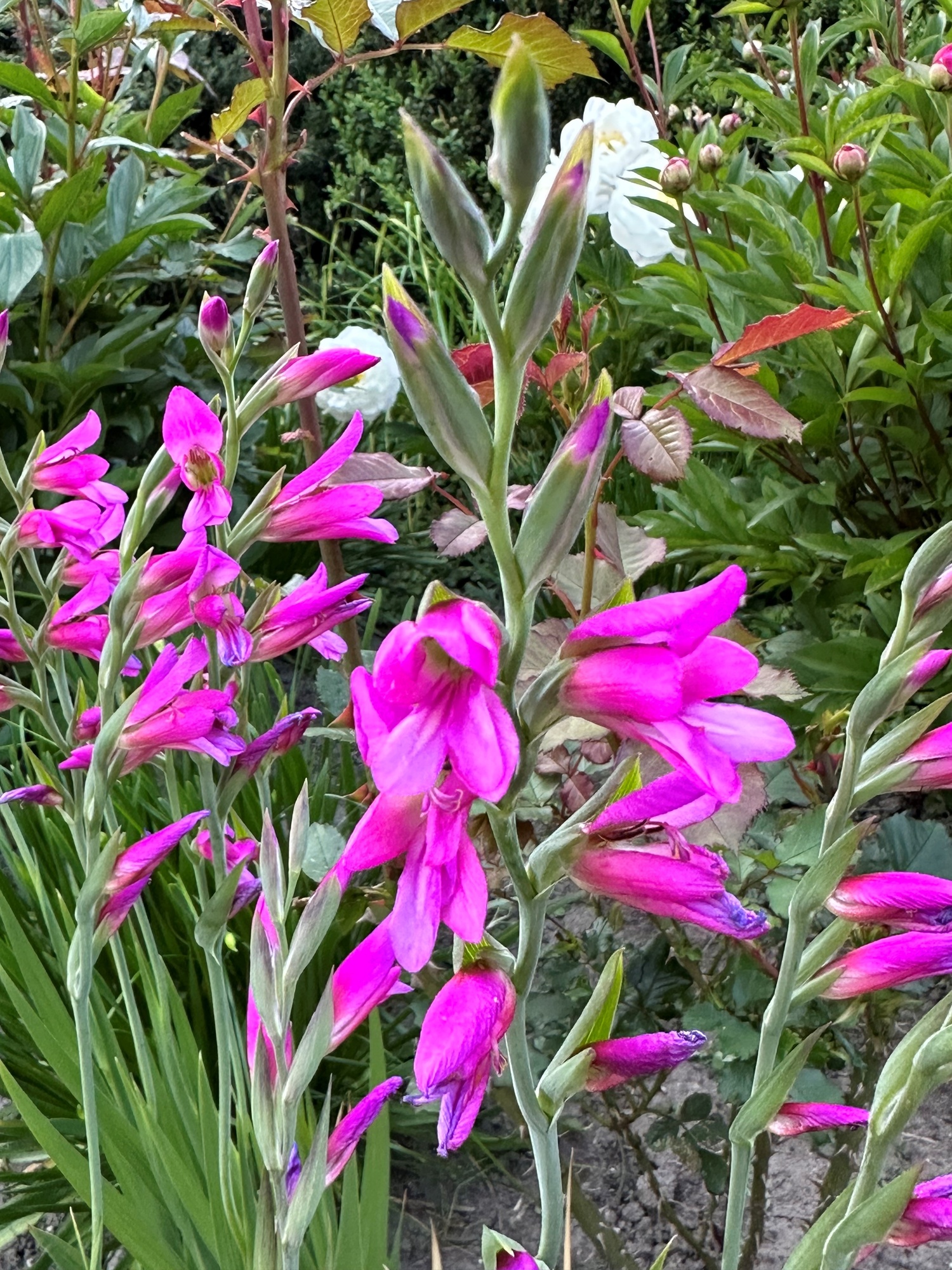 Gladiolus communis ssp. byzantinus