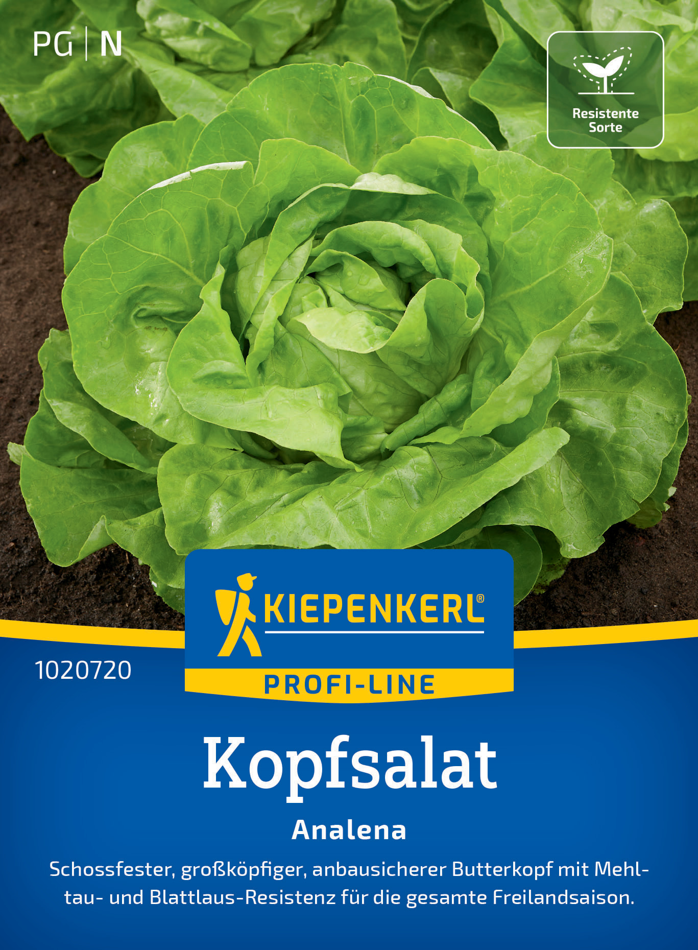 Kopfsalat Analena