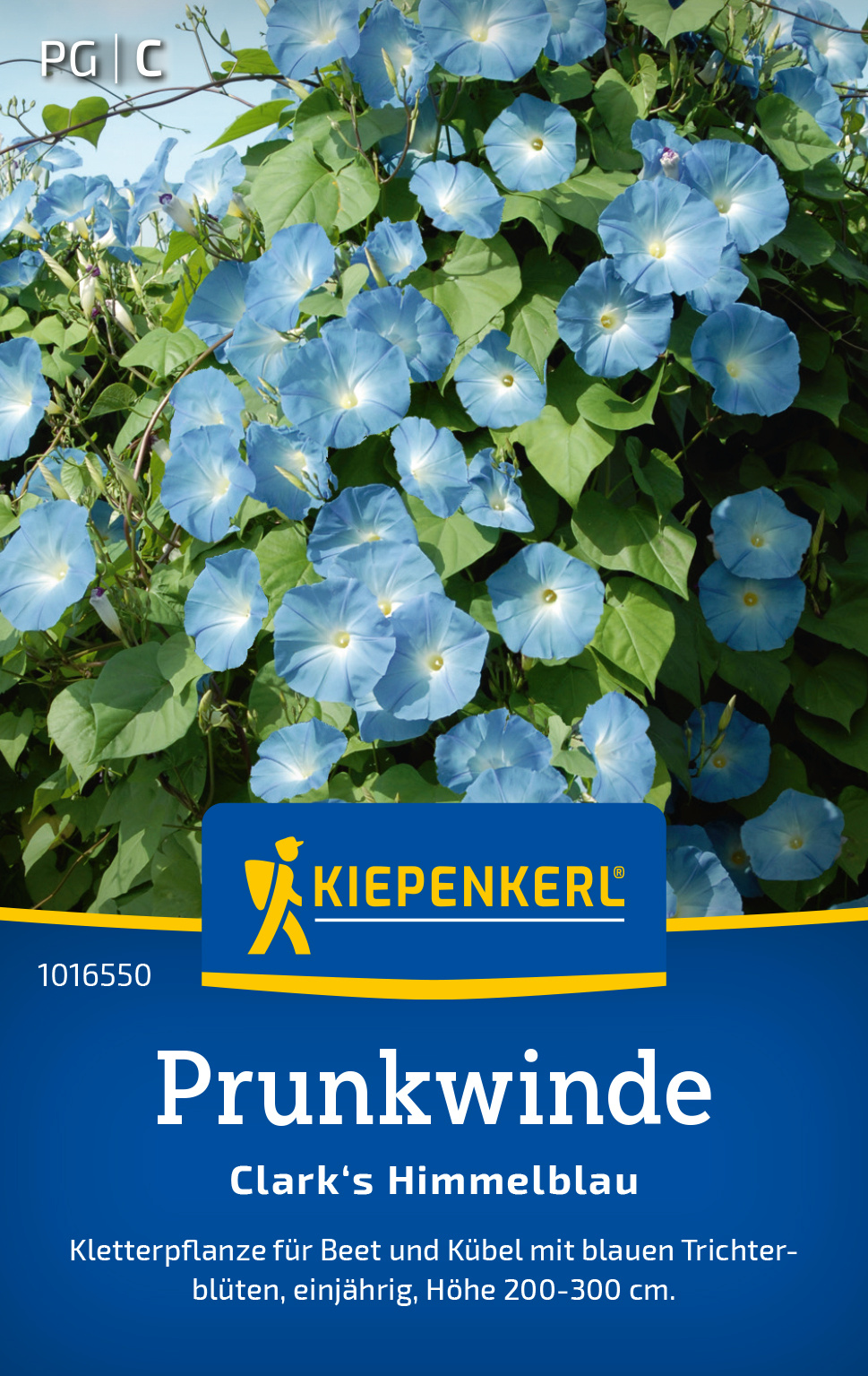 Prunkwinde Clark's Himmelblau