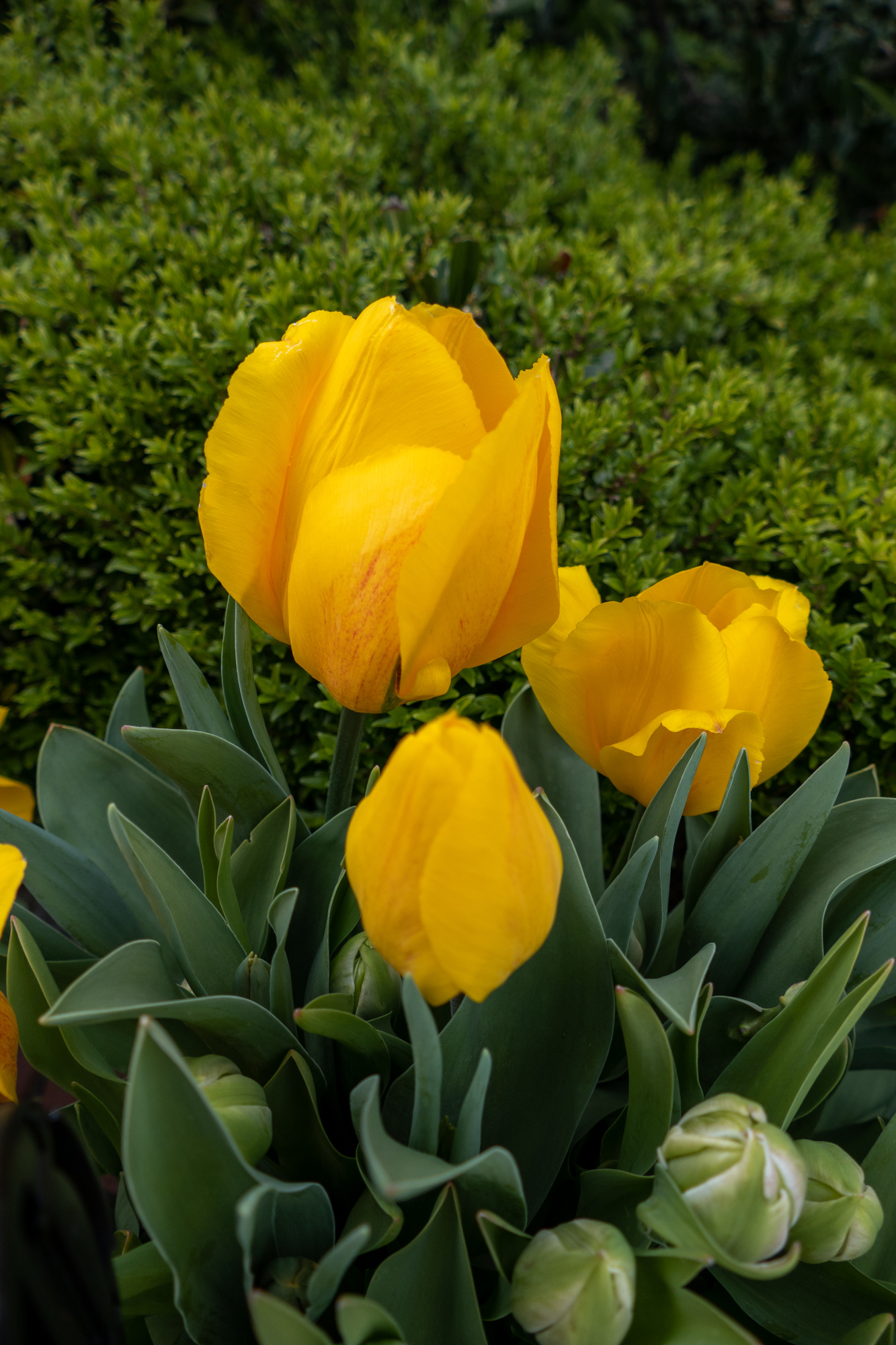 Einfache Frühe Tulpen Yellow Flair
