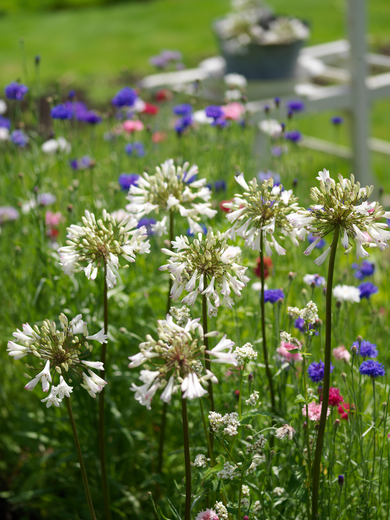 Agapanthus Polar Ice