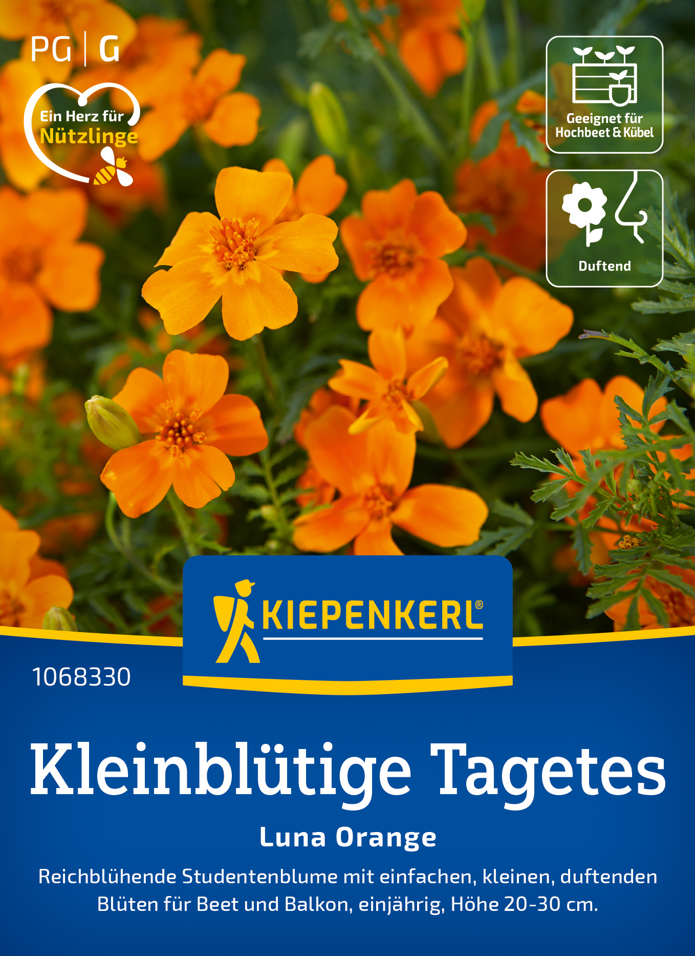 Kleinblütige Tagetes Luna Orange