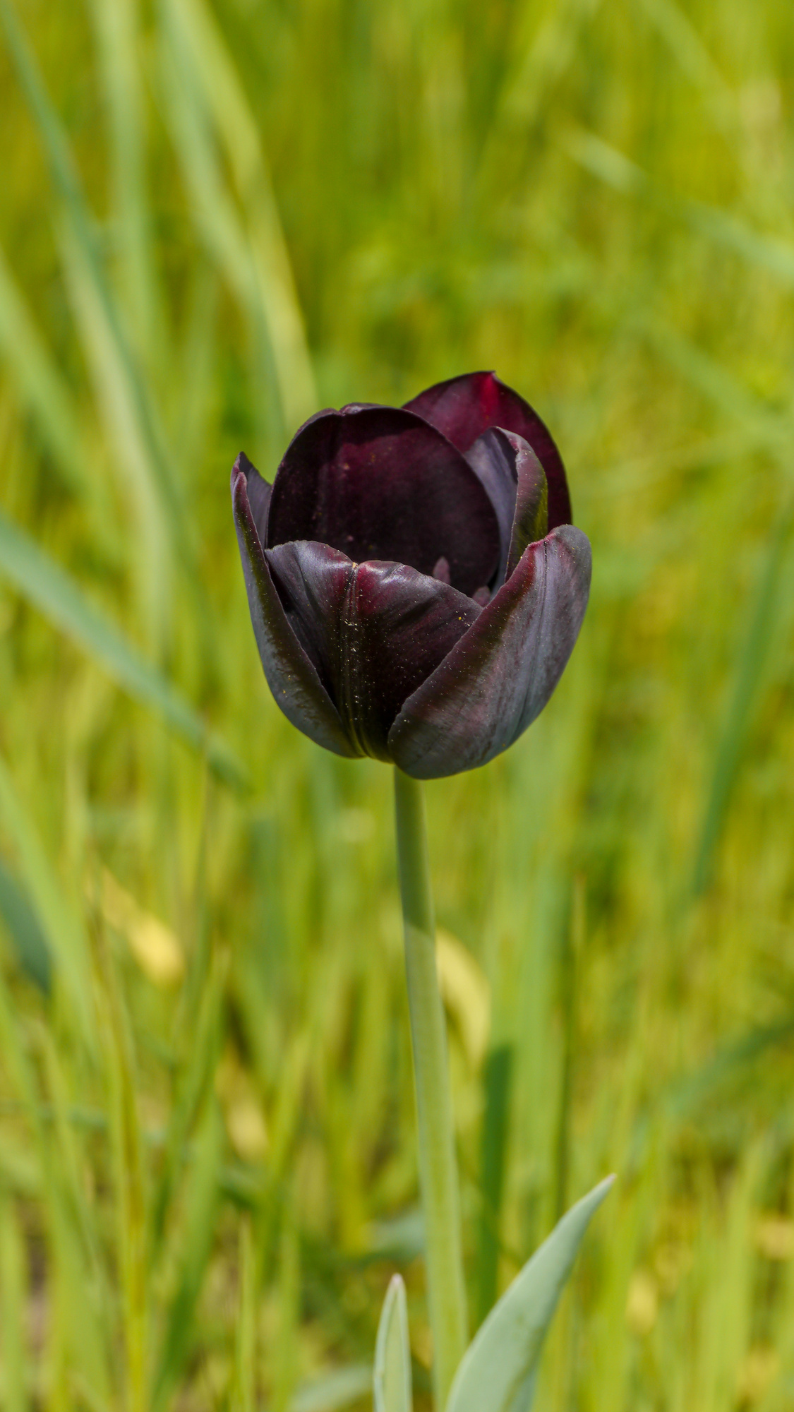 Einfache Späte Tulpen Queen of Night