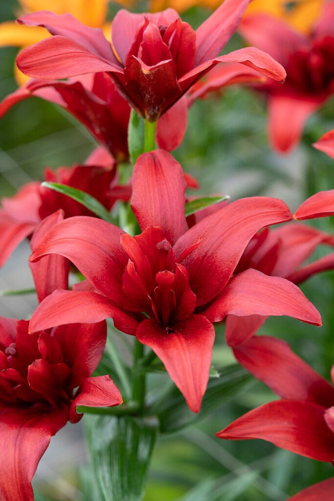 Lilium Bald Eagle