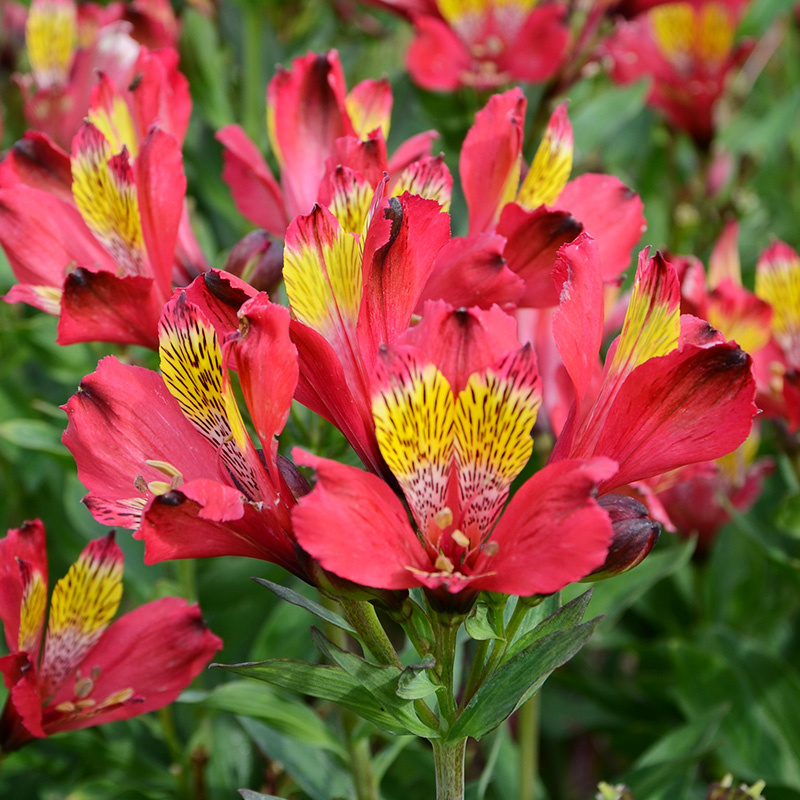 Alstroemeria Titan